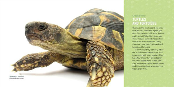 Reptiles for Kids: A Junior Scientist's Guide to Lizards, Amphibians, and Cold-Blooded Creatures