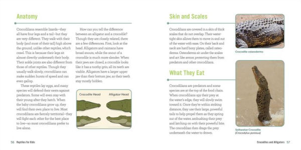 Reptiles for Kids: A Junior Scientist's Guide to Lizards, Amphibians, and Cold-Blooded Creatures