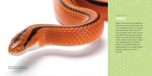 Reptiles for Kids: A Junior Scientist's Guide to Lizards, Amphibians, and Cold-Blooded Creatures