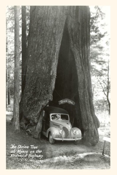 The Vintage Journal Car Driving through Redwood