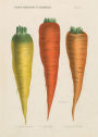 Alternative view 3 of John Derian Paper Goods: Three Carrots 1,000-Piece Puzzle