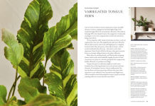 Alternative view 11 of Terrain: The Houseplant Book: An Insider's Guide to Cultivating and Collecting the Most Sought-After Specimens