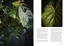 Alternative view 17 of Terrain: The Houseplant Book: An Insider's Guide to Cultivating and Collecting the Most Sought-After Specimens