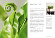 Alternative view 6 of Terrain: The Houseplant Book: An Insider's Guide to Cultivating and Collecting the Most Sought-After Specimens