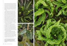 Alternative view 9 of Terrain: The Houseplant Book: An Insider's Guide to Cultivating and Collecting the Most Sought-After Specimens
