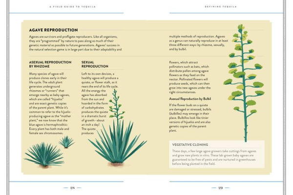 A Field Guide to Tequila: What It Is, Where It's From, and How to Taste It