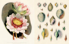 Alternative view 2 of John Derian Sticker Book II