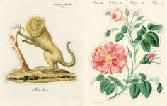 Alternative view 5 of John Derian Sticker Book II