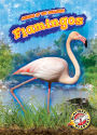 Flamingos
