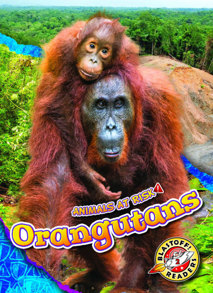Orangutans