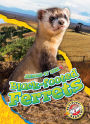 Black-footed Ferrets