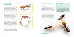 Alternative view 8 of Ants for Kids: A Junior Scientist's Guide to Queens, Drones, and the Hidden World of Ants
