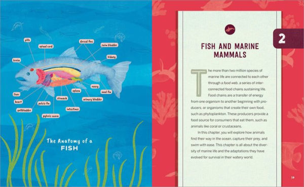 Ocean Anatomy Activities for Kids: Fun, Hands-On Learning