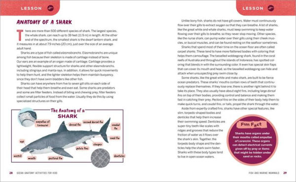 Ocean Anatomy Activities for Kids: Fun, Hands-On Learning