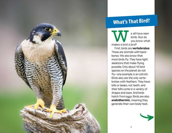 My Awesome Field Guide to North American Birds: Find and Identify Your Feathered Friends