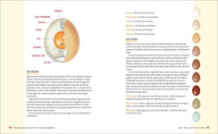 Alternative view 5 of The Beginner's Guide to Chicken Breeds: An Introductory Guide to Choosing the Right Flock