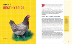 Alternative view 6 of The Beginner's Guide to Chicken Breeds: An Introductory Guide to Choosing the Right Flock