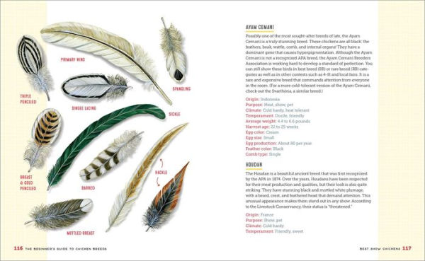 The Beginner's Guide to Chicken Breeds: An Introductory Guide to Choosing the Right Flock