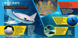 Alternative view 2 of The Fascinating Ocean Book for Kids: 500 Incredible Facts!