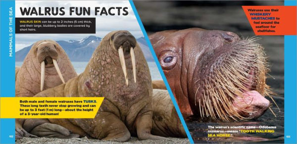 The Fascinating Ocean Book for Kids: 500 Incredible Facts!