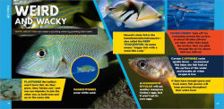 Alternative view 5 of The Fascinating Ocean Book for Kids: 500 Incredible Facts!