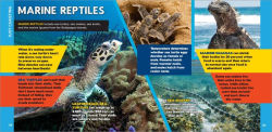 Alternative view 6 of The Fascinating Ocean Book for Kids: 500 Incredible Facts!