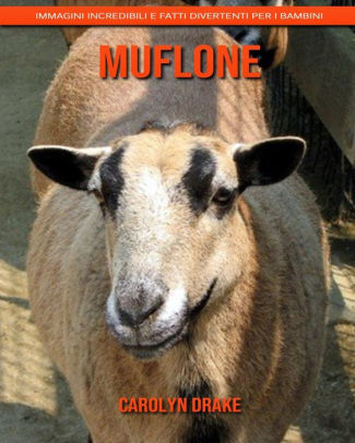 Muflone Immagini Incredibili E Fatti Divertenti Per I Bambini By Carolyn Drake Paperback Barnes Noble