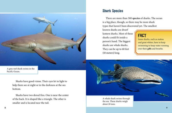 Swimming with Sharks: From Adventurers to Marine Biologists