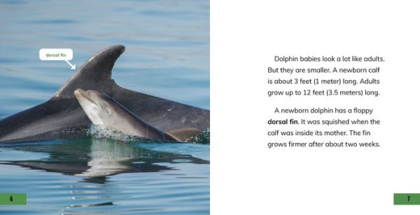 All About Baby Dolphins