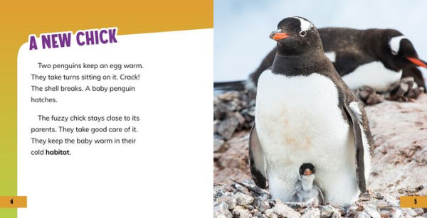 All About Baby Penguins