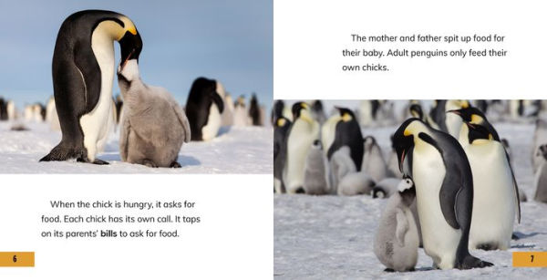 All About Baby Penguins