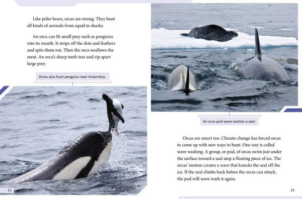 Polar Bear vs. Orca