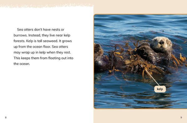 Sea Otters