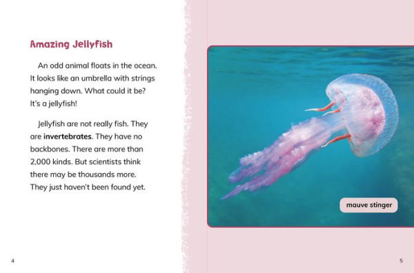 Jellyfish