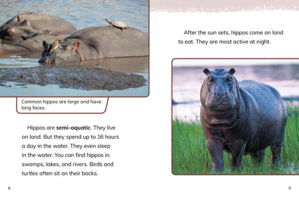 Hippos