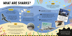 Alternative view 2 of Sharks!: Fun Facts! With Stickers!