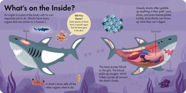 How It Works: Shark