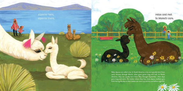 Alpacas Here, There
