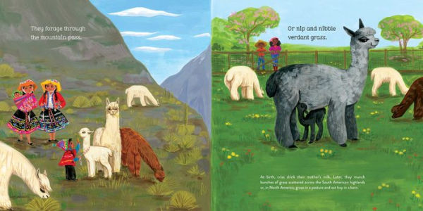 Alpacas Here, There