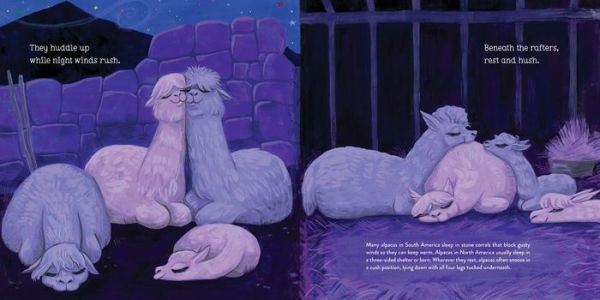 Alpacas Here, There
