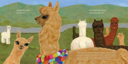 Alternative view 8 of Alpacas Here, Alpacas There