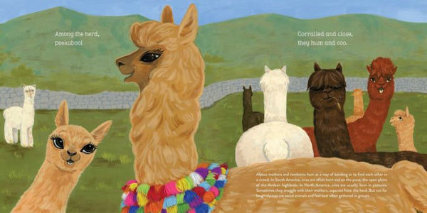 Alpacas Here, There