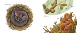 Alternative view 6 of Who Nests Here?: Twenty-Four Extraordinary Animal Homes