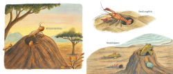 Alternative view 7 of Who Nests Here?: Twenty-Four Extraordinary Animal Homes