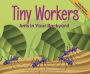 Tiny Workers: Ants in Your Backyard