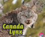 Canada Lynx