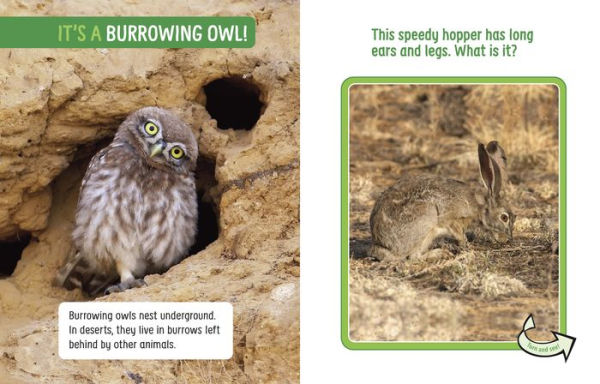Animals Hidden the Desert