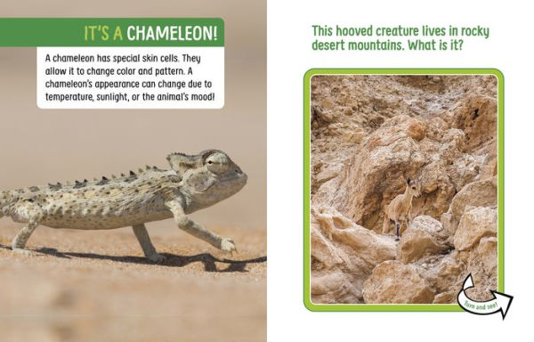 Animals Hidden the Desert