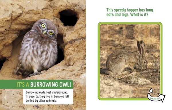 Animals Hidden the Desert