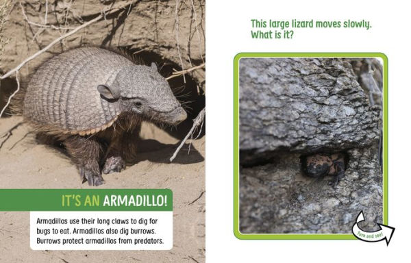 Animals Hidden the Desert